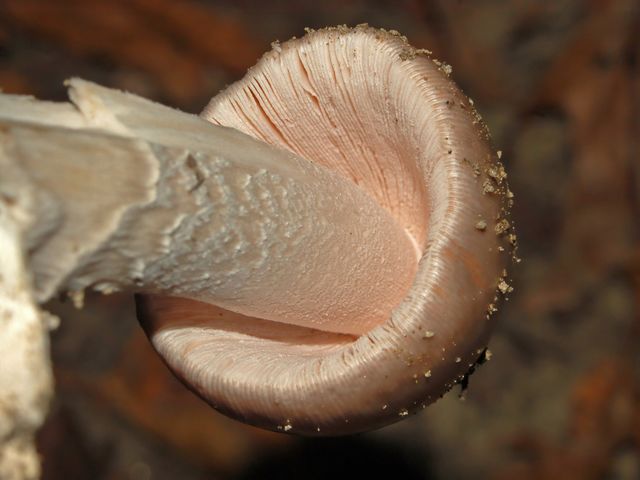 Due piccoli funghi da determinare